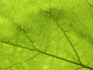 ライム病と慢性感染症:私たちの効果的な治療